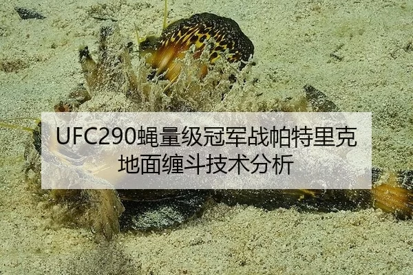 UFC290蝇量级冠军战帕特里克地面缠斗技术分析
